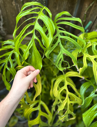 Monstera aff. obliqua “Filamentous”