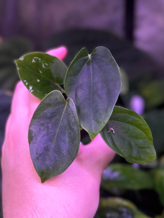 Anthurium "Supernova" (dress "Oliver" x BVEP "Felix") x self