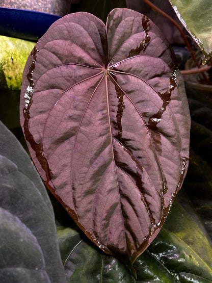 Anthurium dressleri “Obsidian” *CLONE*