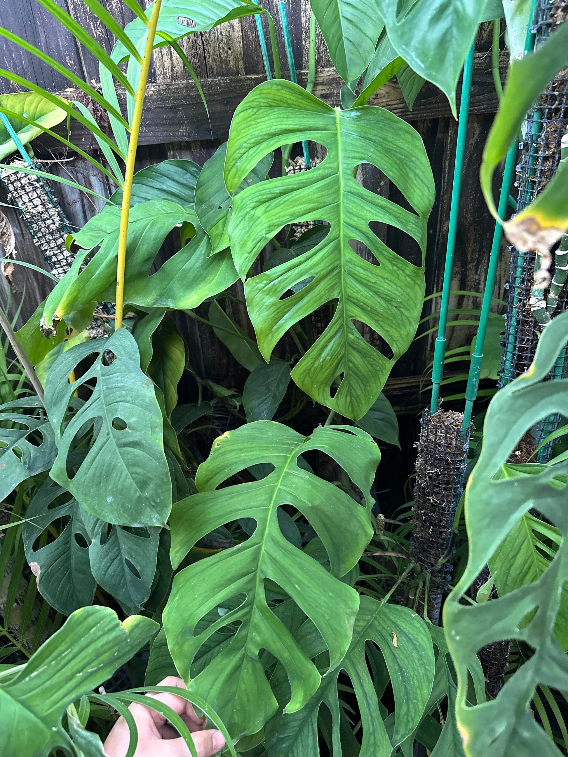 monstera obliqua amazonas Monstera cf. obliqua “Tambopata” – AABexotics