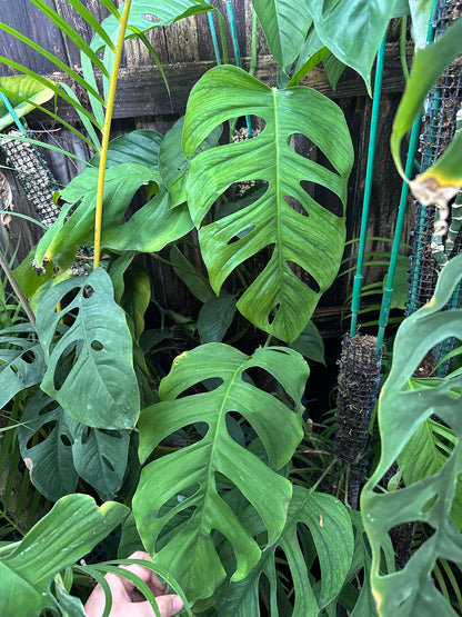 Monstera cf. obliqua “Tambopata”