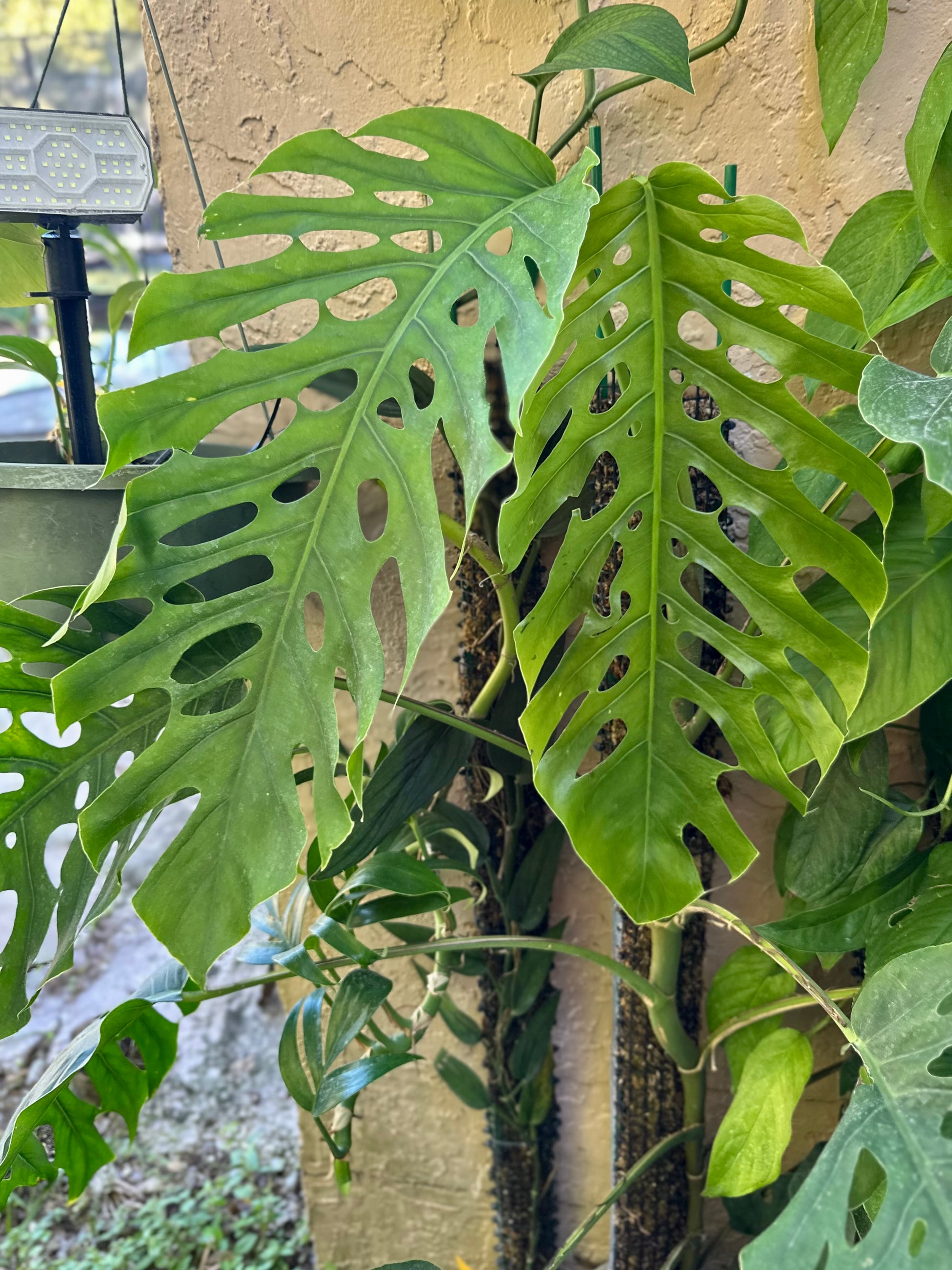 monstera dubia mature plant Monstera dubia