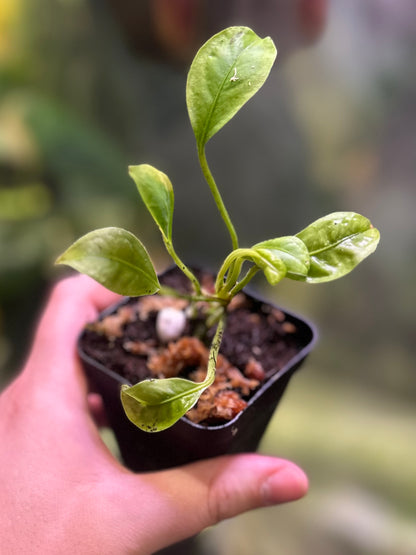Anthurium willifordii *EXTREMELY RARE*