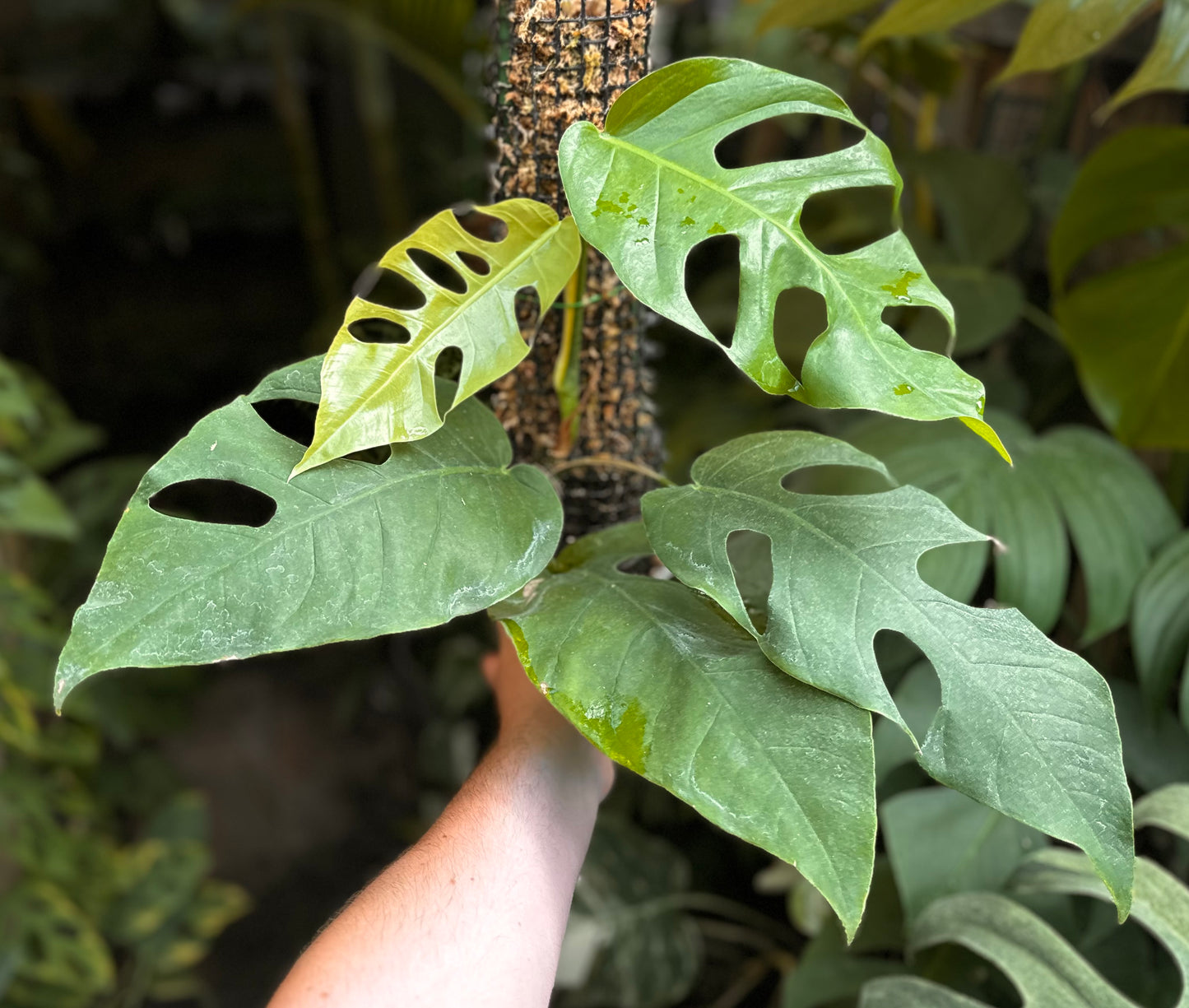 Monstera punctulata