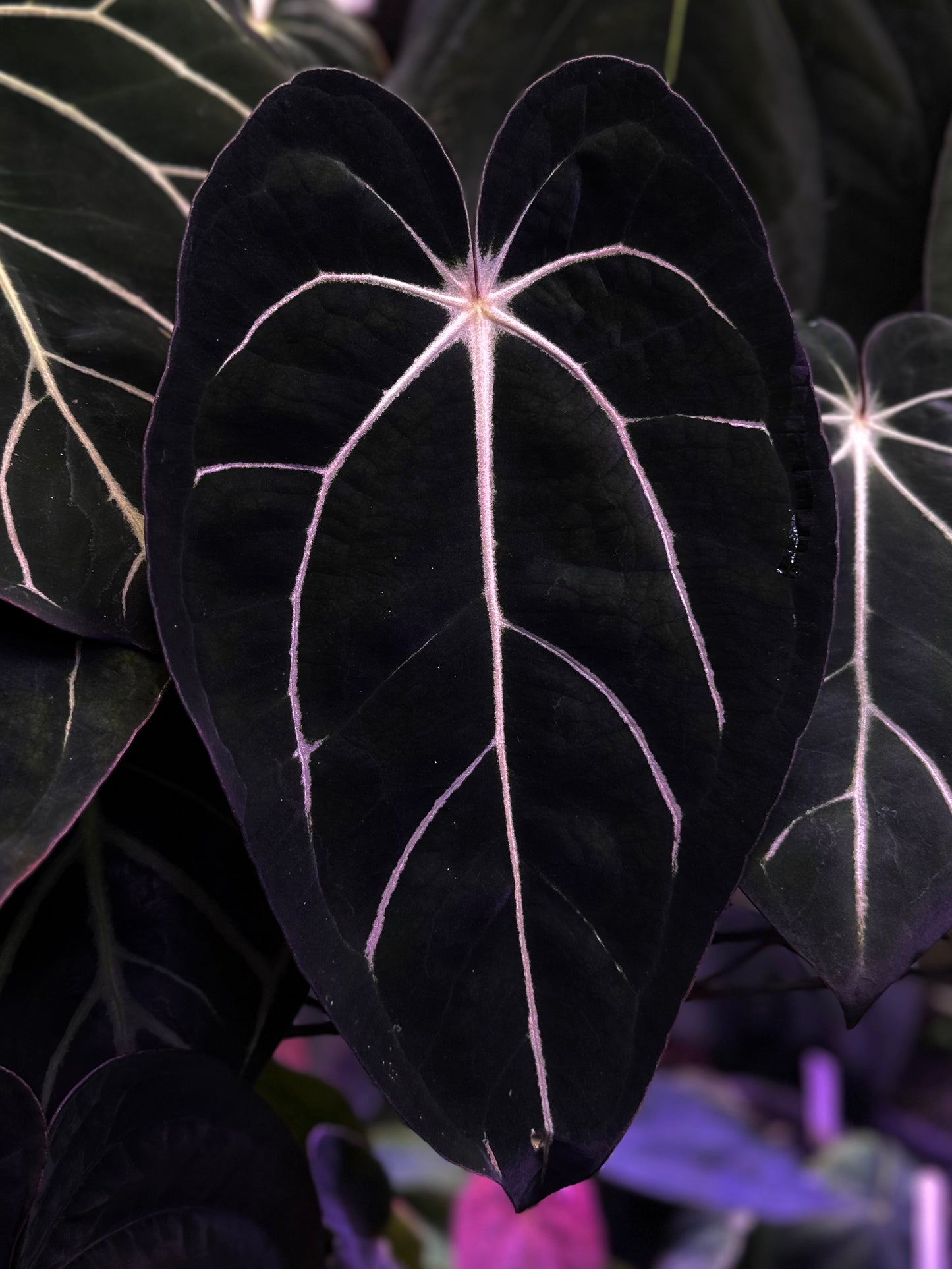 Anthurium carlablackiae "Amanda x GPH001" s1