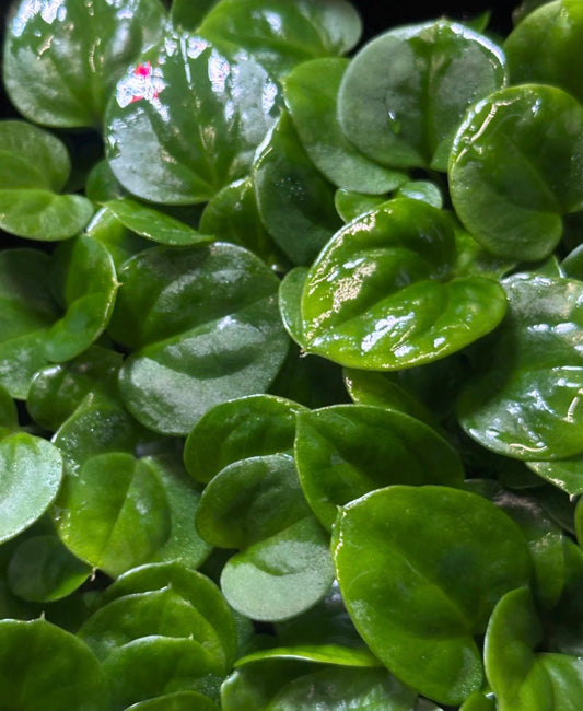 Anthurium (papillilaminum A+ x splendidum) x 'Supernova' (dress "Oliver" x BVEP "Felix") *seedlings*
