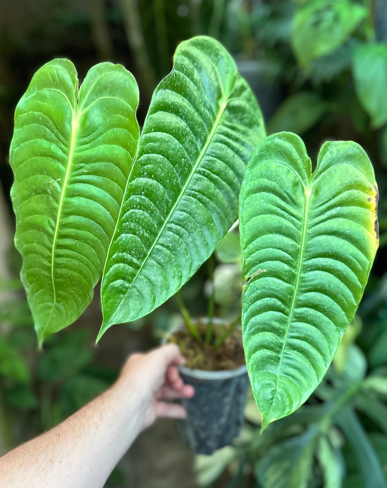 Monstera bundle #18 (Cheryl)