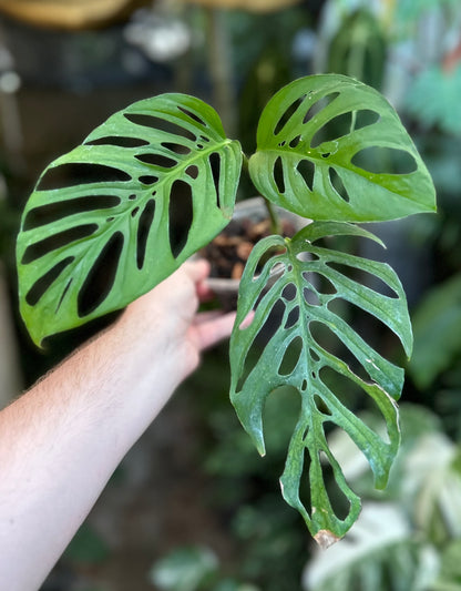 Monstera bundle #18 (Cheryl)