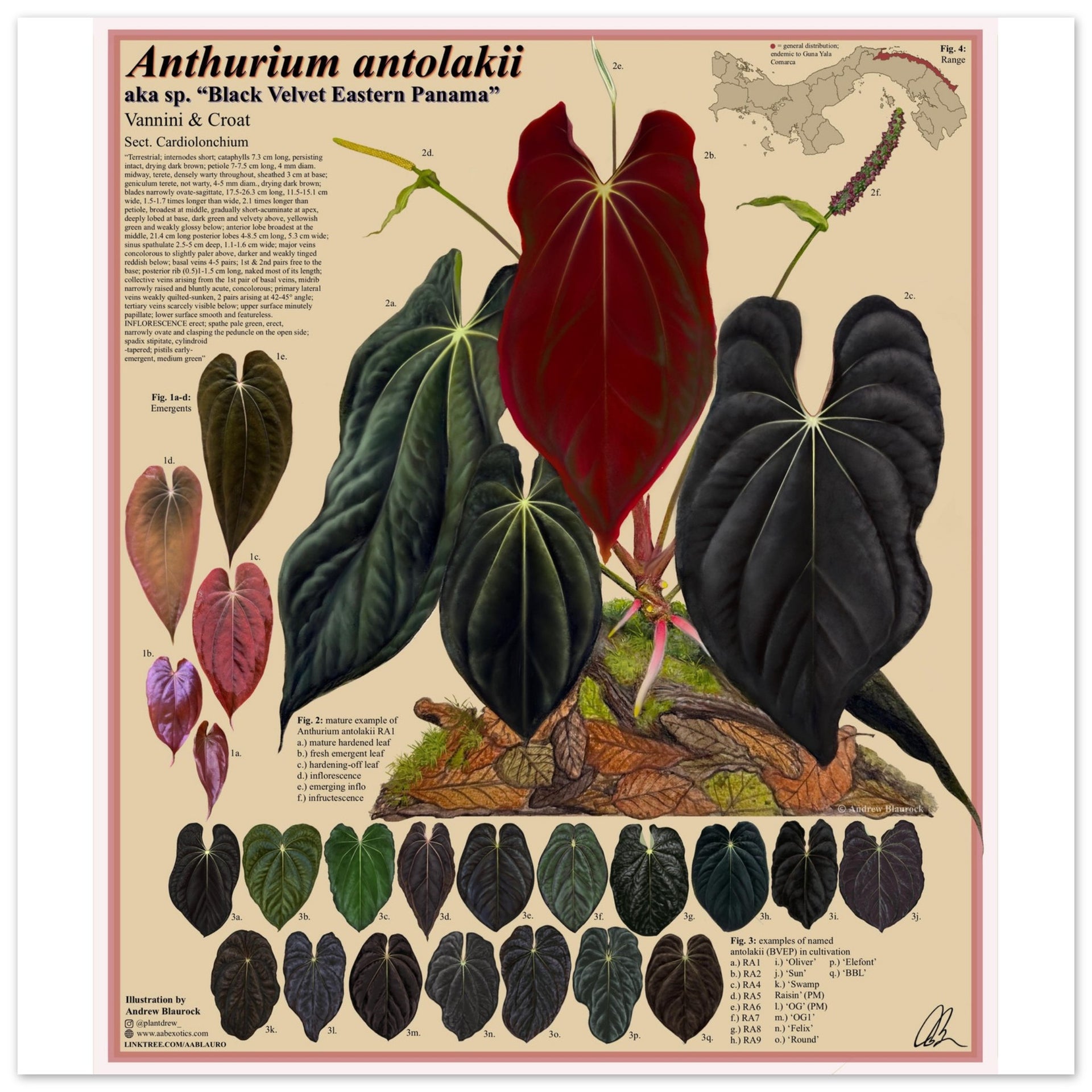 Anthurium antolakii (BVEP)