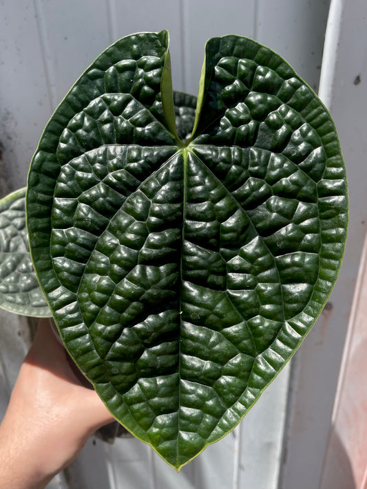 Anthurium luxurians “Round & Dark”