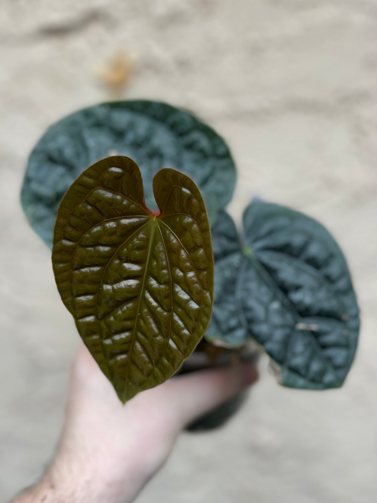 Anthurium luxurians “Black and Round”