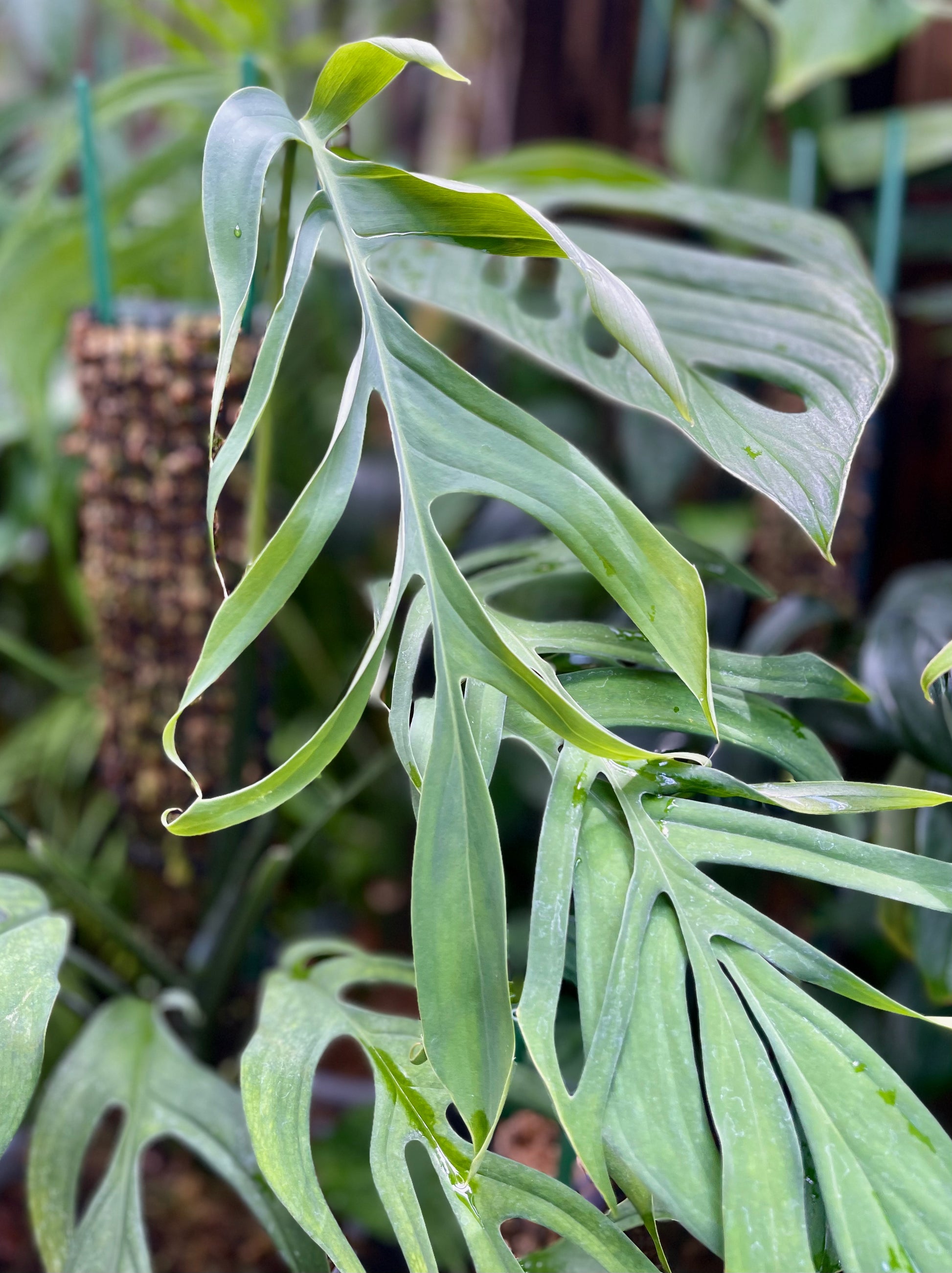 Monstera croatii *EXTREMELY RARE* – AABexotics