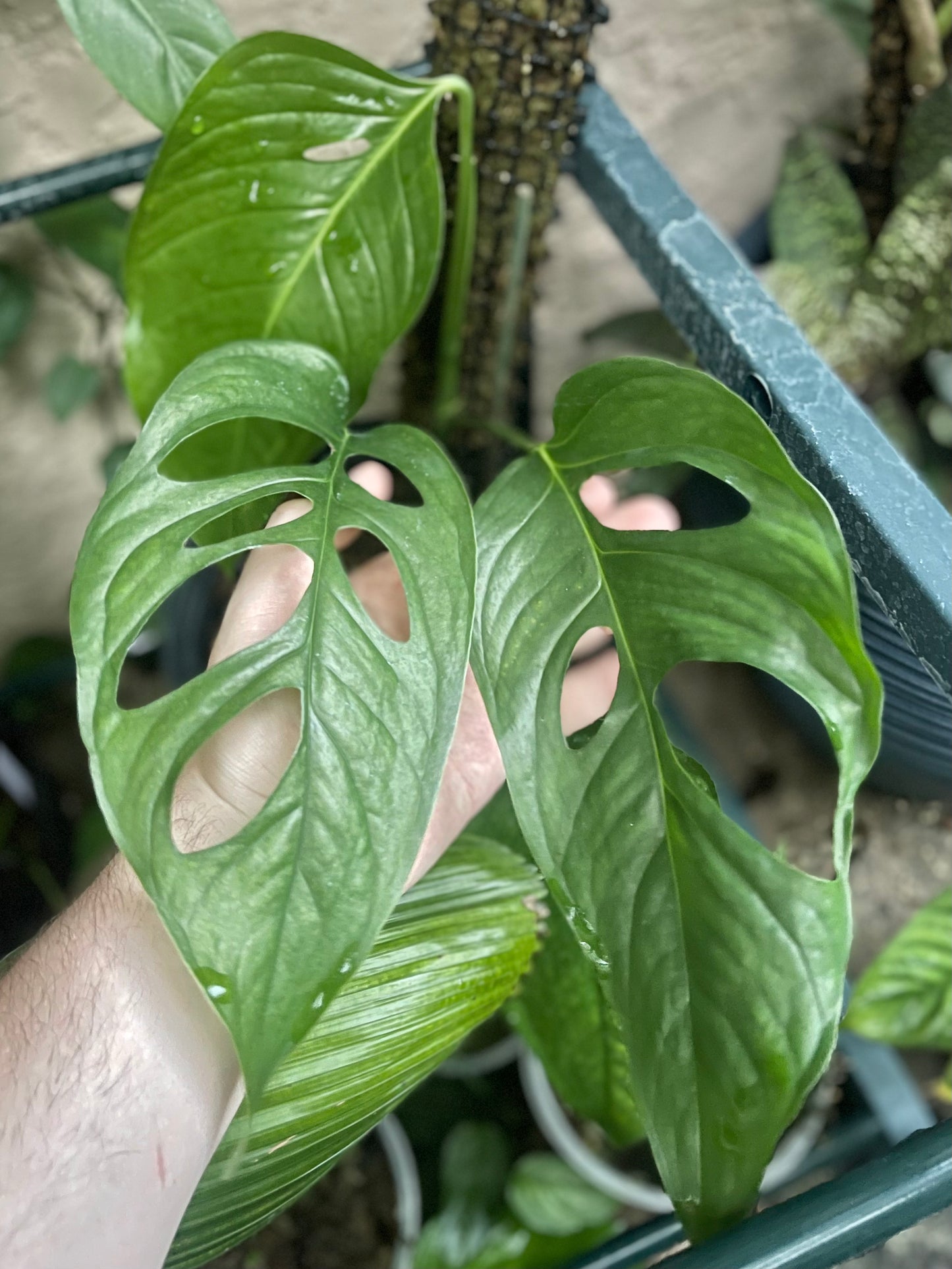 Monstera cf. obliqua “Peru”