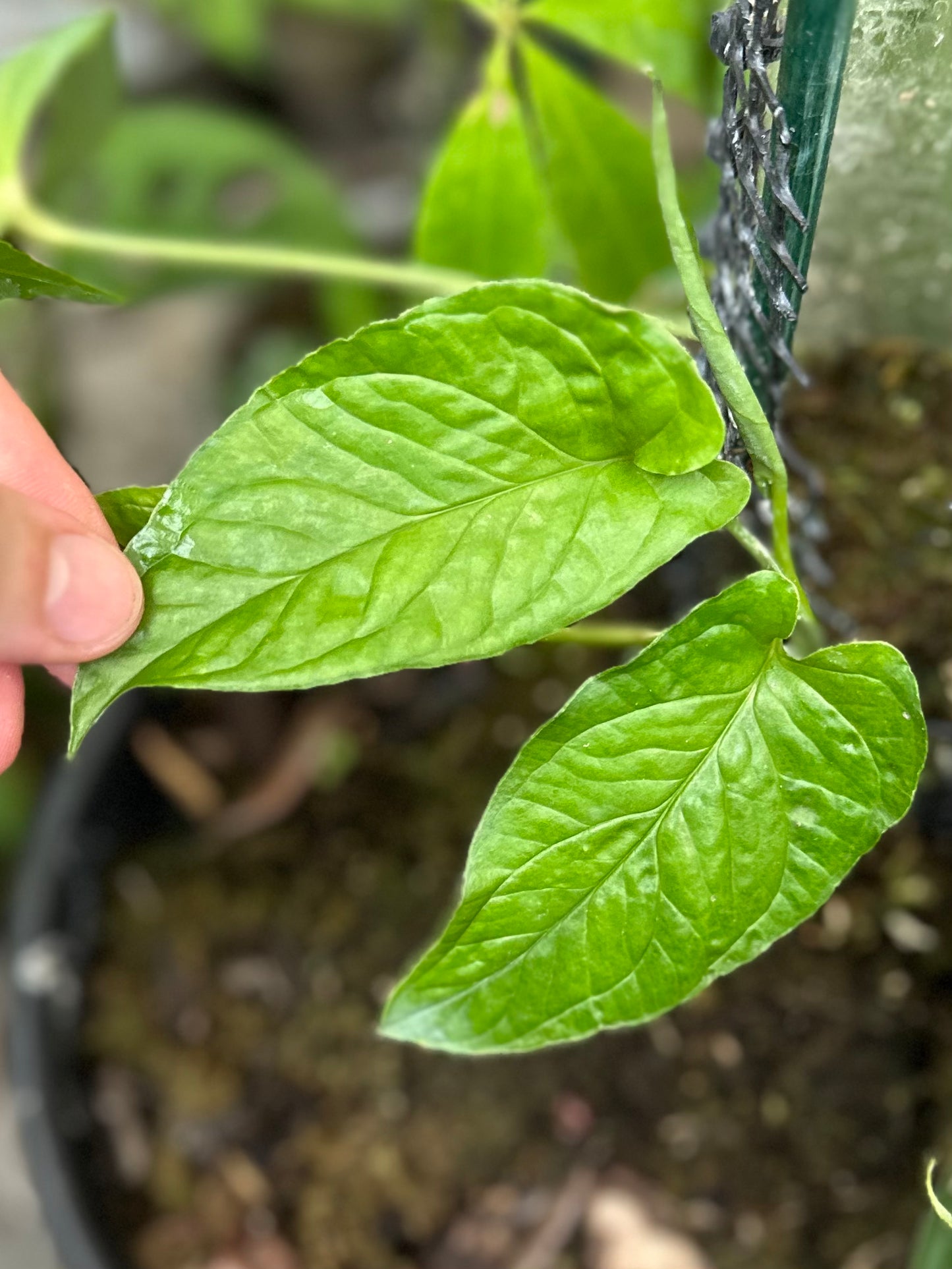 Monstera membranacea SoPac Lowland (Luc)