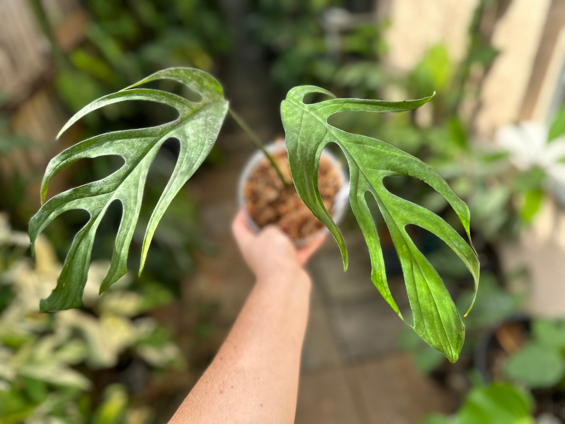 Monstera croatii *EXTREMELY RARE* – AABexotics