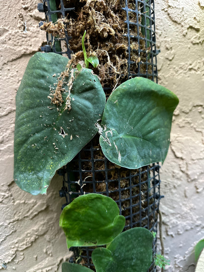 Monstera tenuis