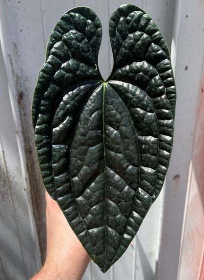 Anthurium luxurians “Narrow Black”