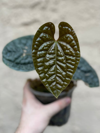 Anthurium luxurians “Black and Round”