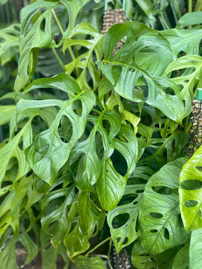 Monstera cf. obliqua “Peru”