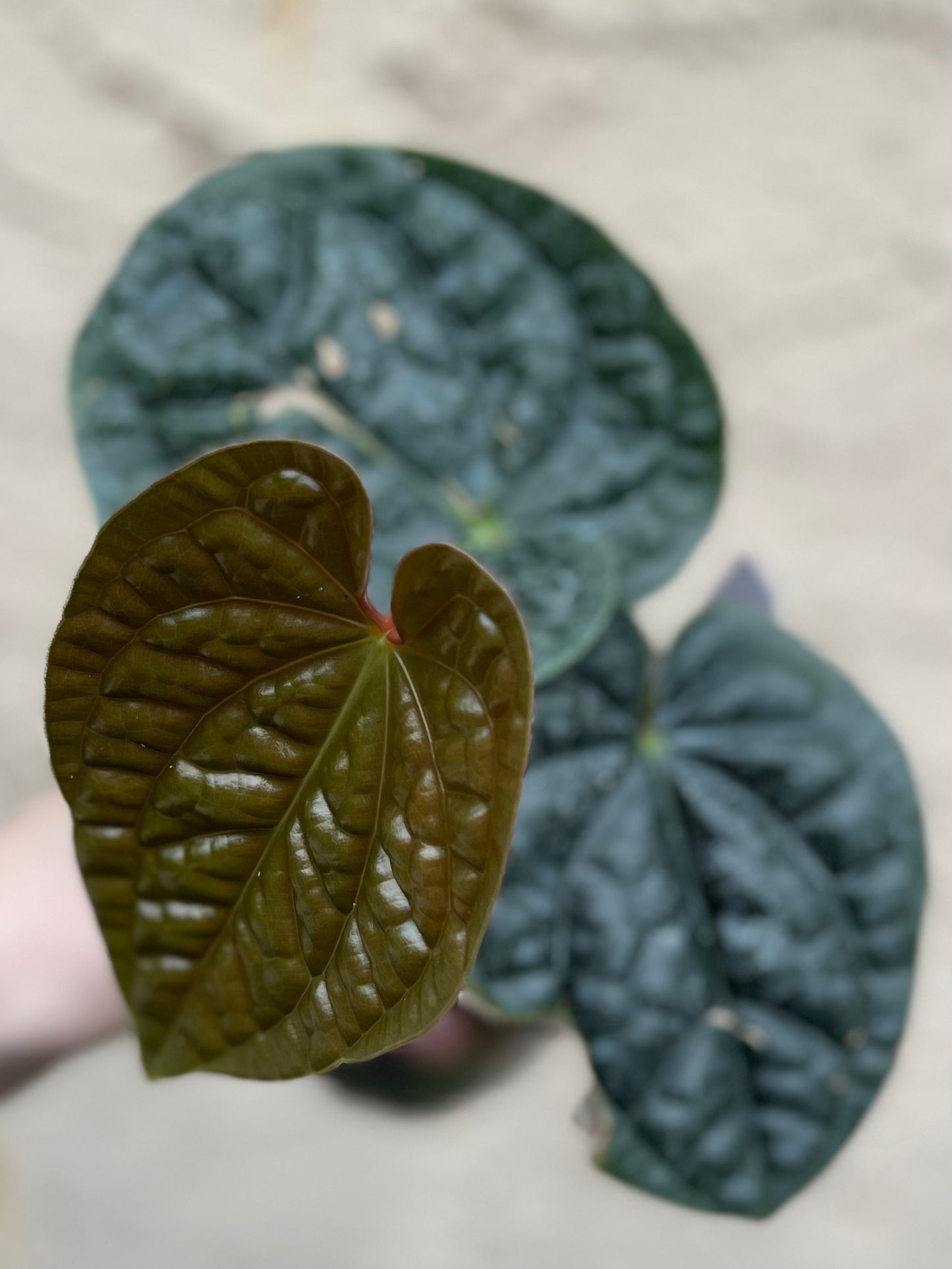 Anthurium luxurians “Black and Round”