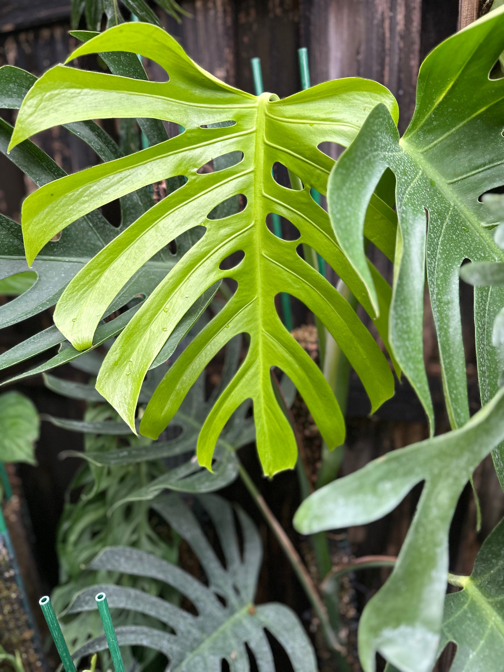 Monstera deliciosa var sierrana