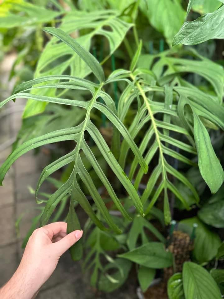 monstera croatii Monstera croatii *EXTREMELY RARE*