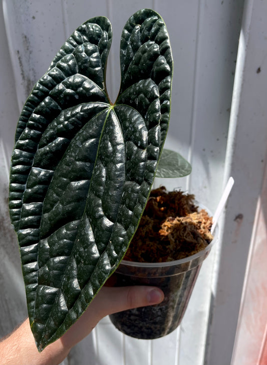 Anthurium luxurians “Narrow Black”