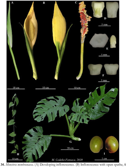 Monstera membranacea (Limón/Caribbean form)