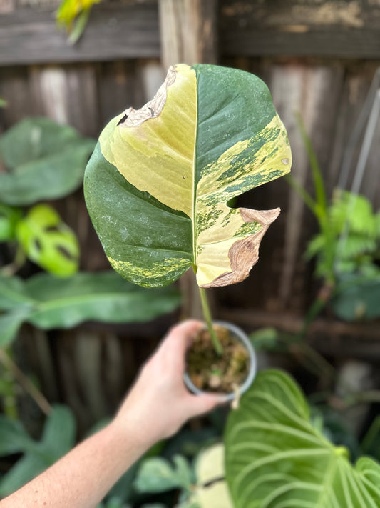 Monstera deliciosa Aurea (Tyler)