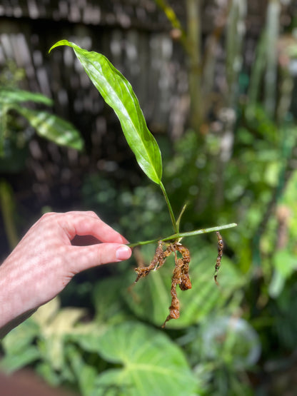 Monstera obliqua “Tiwintza” *RARE*