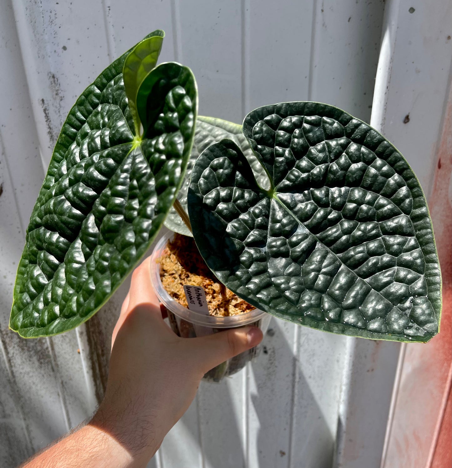 Anthurium luxurians “Round & Dark”