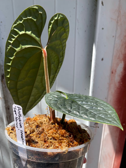 Anthurium luxurians “Narrow Black”