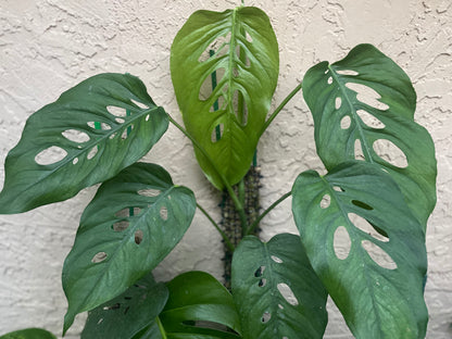 Monstera siltepecana “Siltepec” *type locality*