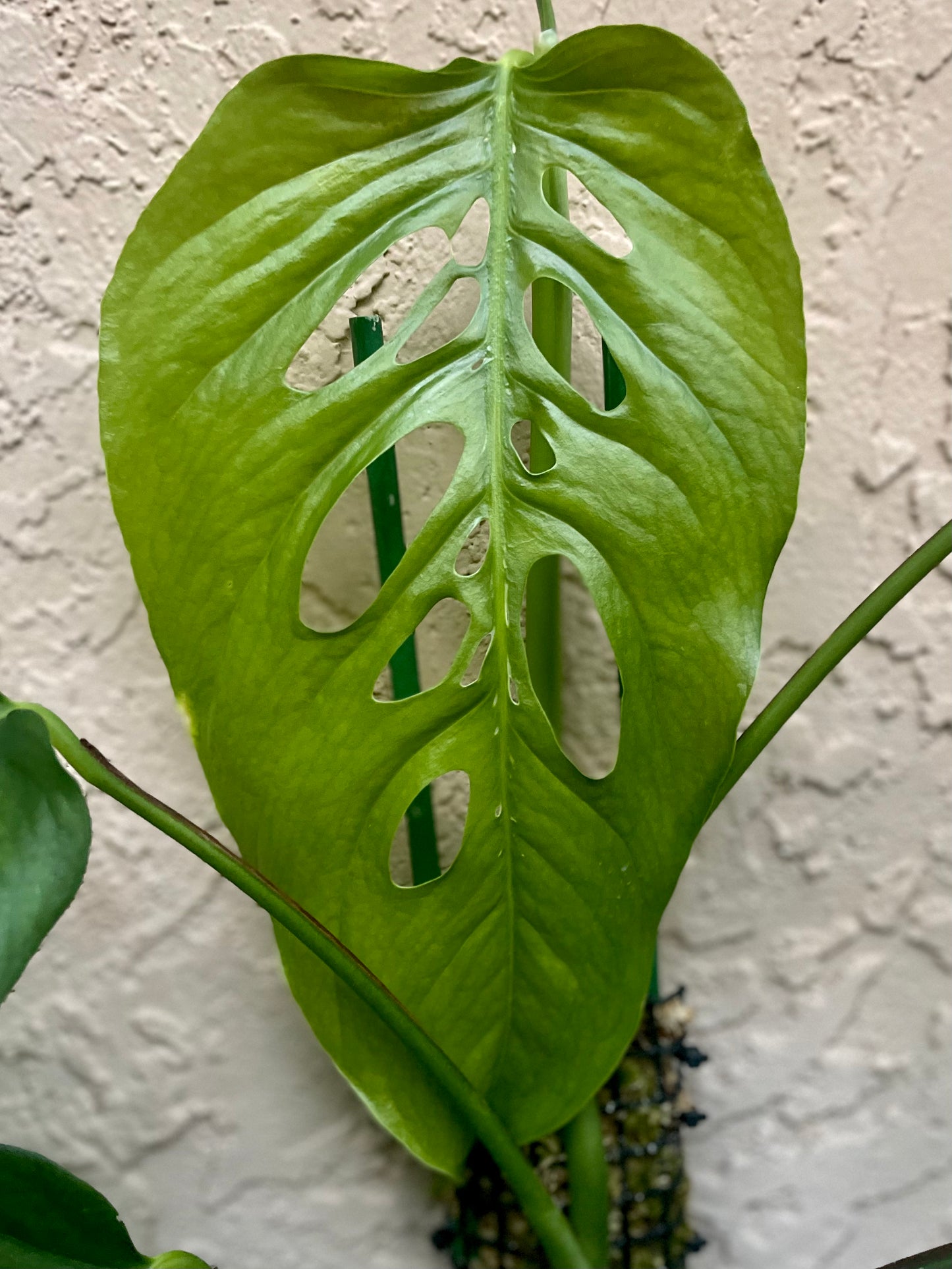 Monstera siltepecana “Siltepec” *type locality*