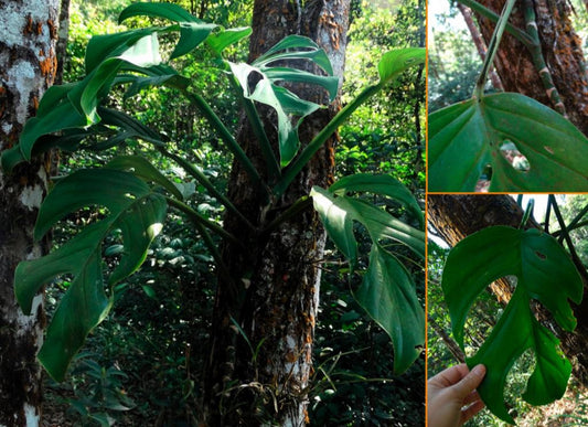 Monstera dwyeri