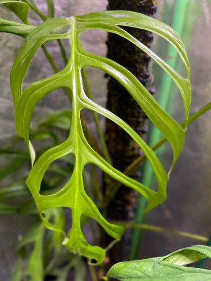 Monstera aff. obliqua “Filamentous”