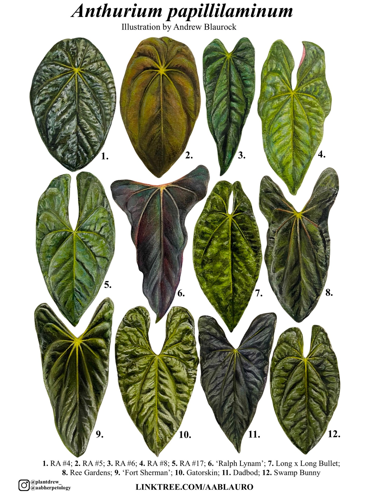 Anthurium papillilaminum clones - Classic Semi-Glossy Paper Poster