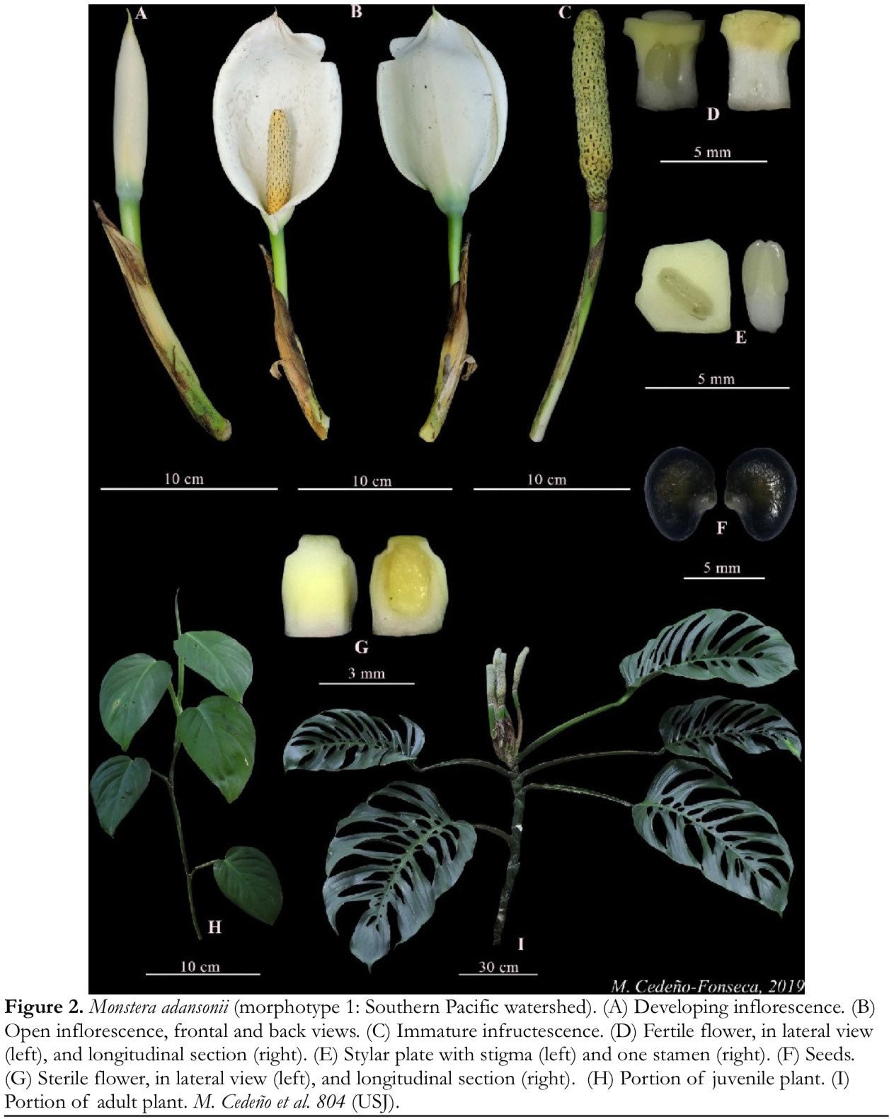 monstera flower bud Monstera adansonii (Southern Pacific Watershed form) *RARE* – AABexotics