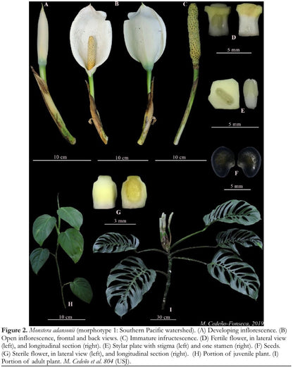 monstera adansonii flower Monstera adansonii (Southern Pacific Watershed form) *RARE* – AABexotics