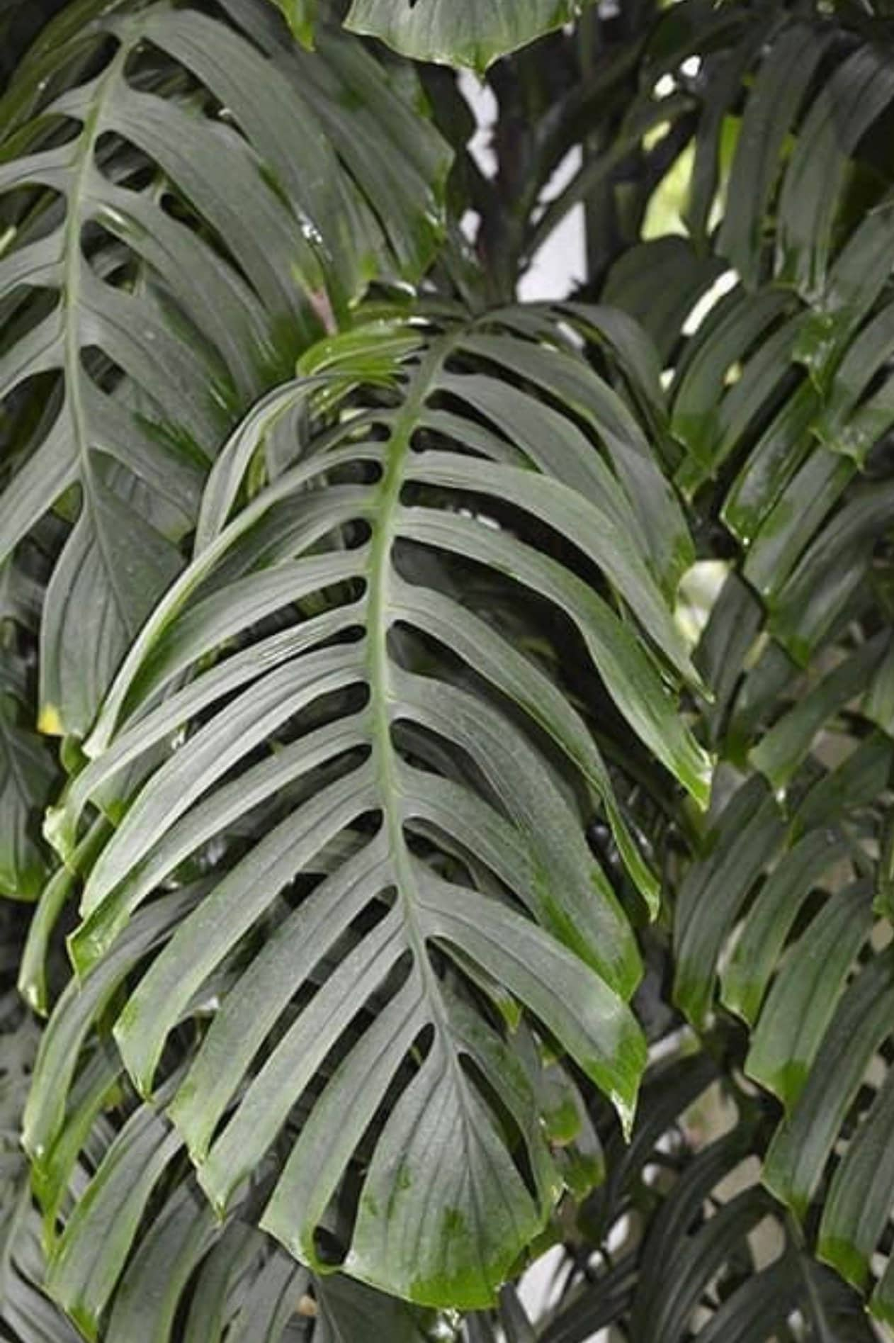 Monstera tenuis