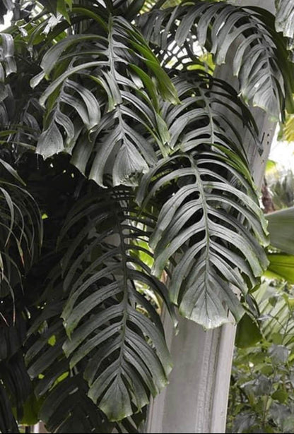 Monstera tenuis