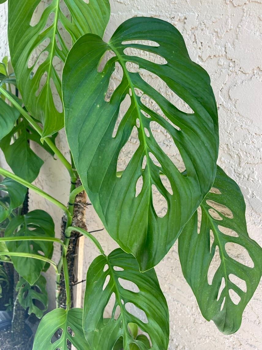 monstera lechleriana vs adansonii Monstera cf. ‘lechleriana’