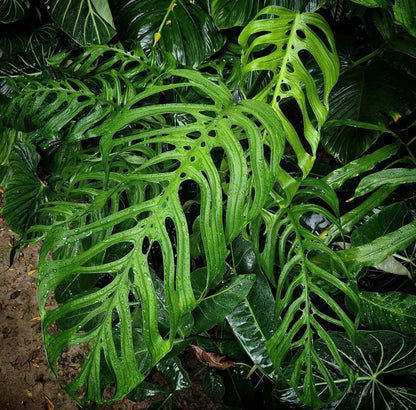 Monstera esqueleto