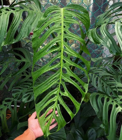 Monstera esqueleto