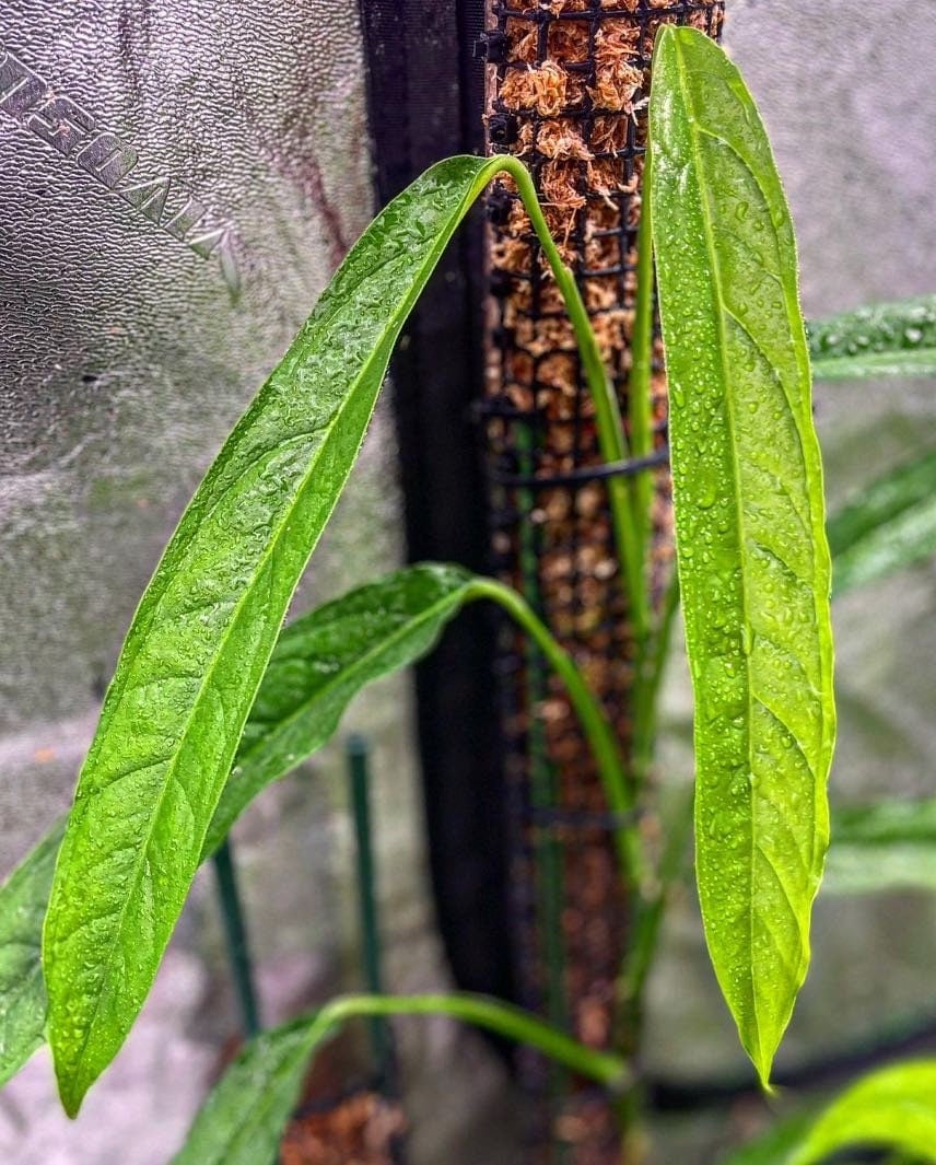 Monstera obliqua “Tiwintza” *RARE*