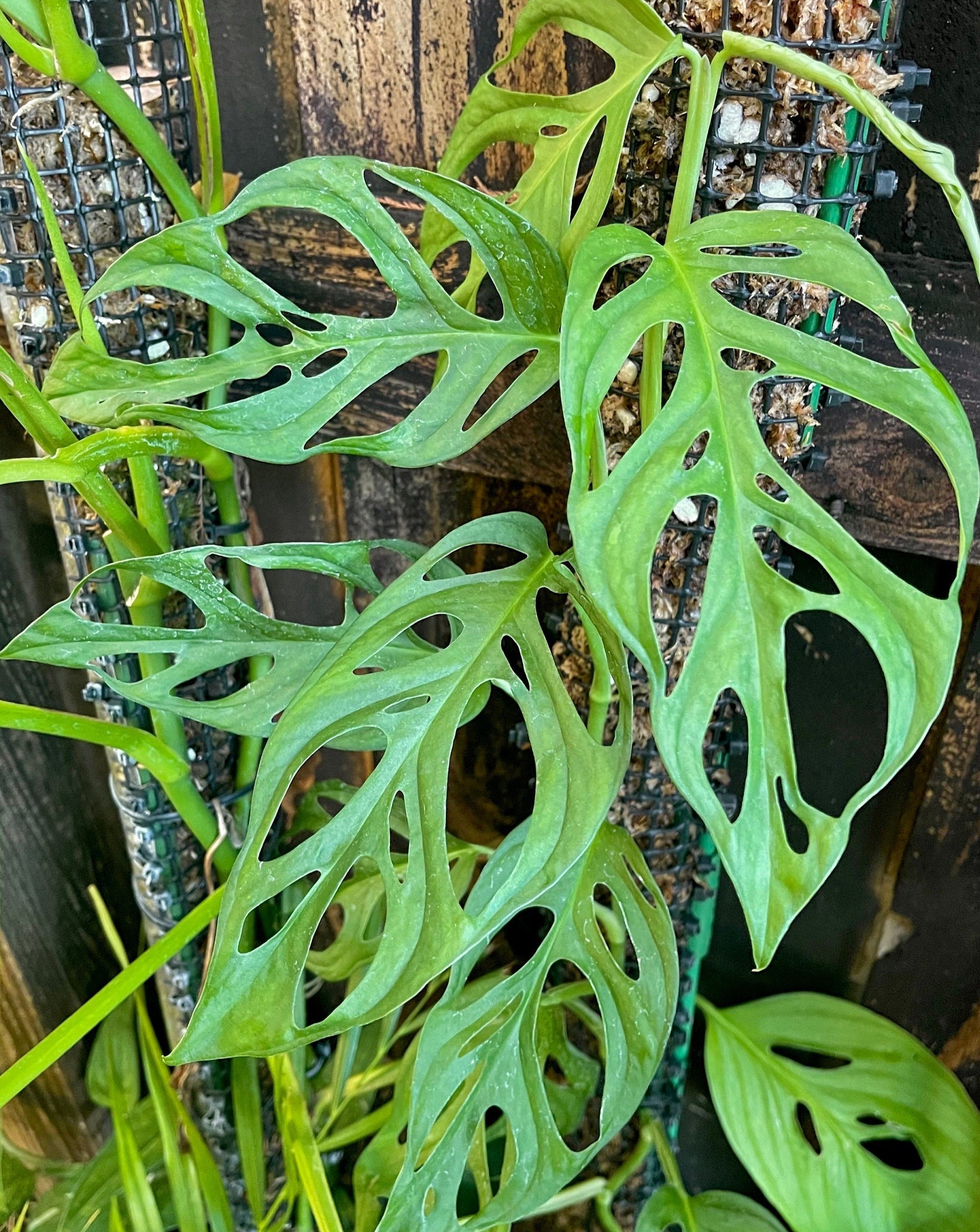 Monstera cf. obliqua Los Tayos