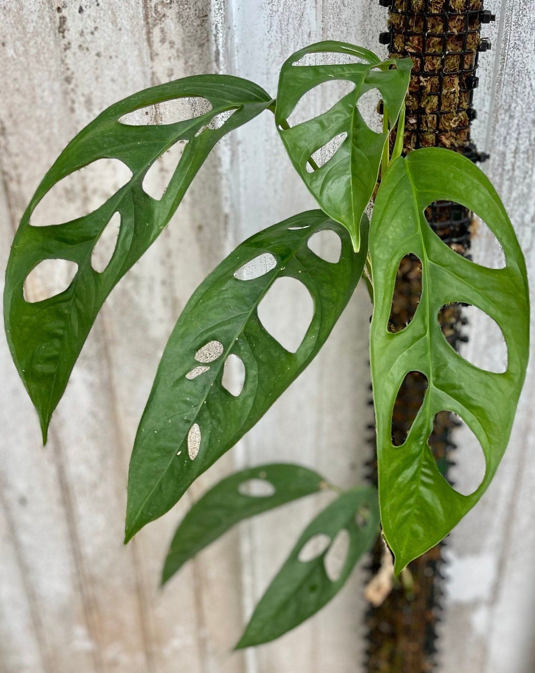monstera obliqua bolivian Monstera obliqua “Loreto” – AABexotics