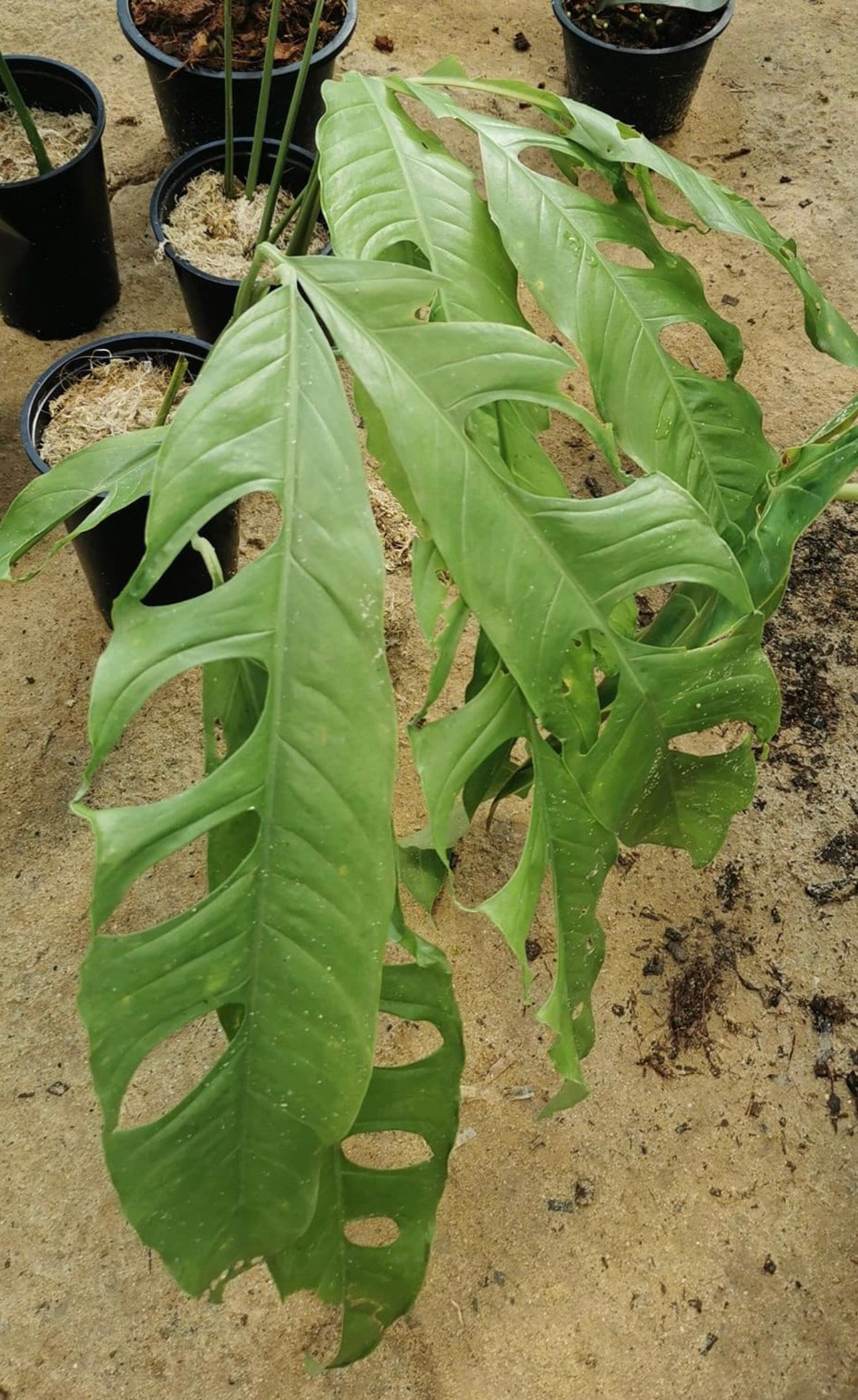 Monstera obliqua “Tiwintza” *RARE*