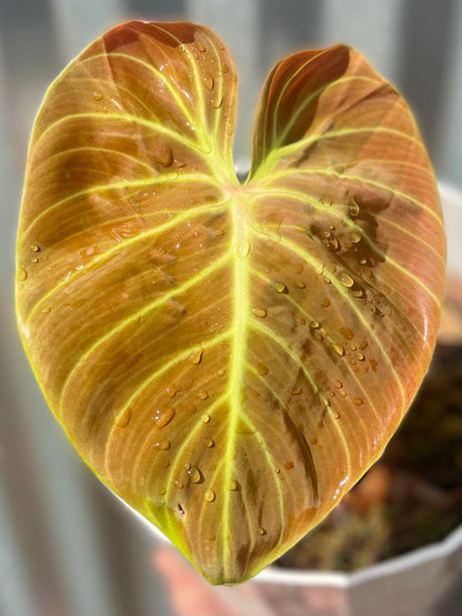 indonesia philodendron Philodendron rubrijuvenilum “El Choco Red” – AABexotics