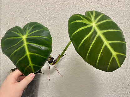 Philodendron luxurians